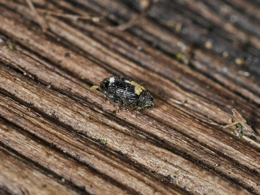 Orchestes avellanae (Curculionidae)